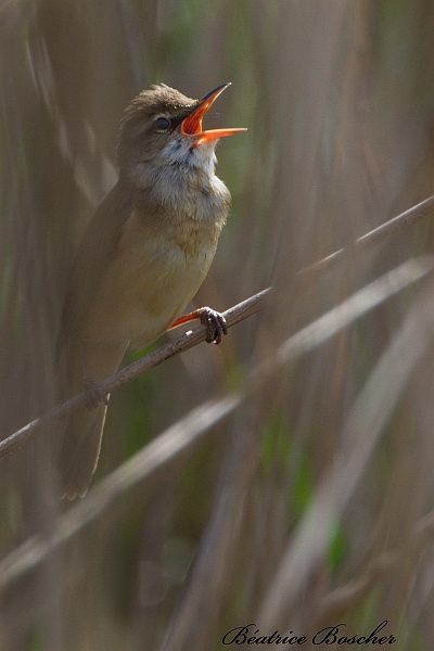 Rousserolle effarvatte.JPG